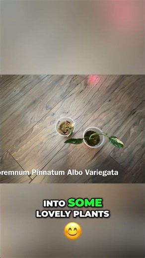 Epipremnum Albo Varigata Wet Sticks ~ From Cuttings to Stunning Plants!