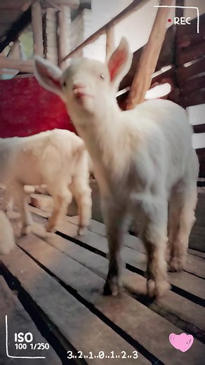 Cute sheep#foryou #tk #funnyvideos #animals #cute #sheep