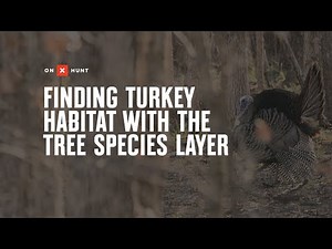 Finding Turkey Habitat With The Tree Species Layer