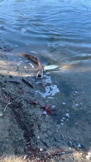 Pyramid lake, ca fishing shadow points with a shakey head worm.