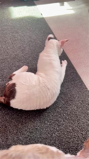 Cornish Rex Cats: Myth and Playfulness