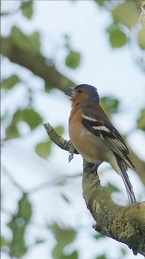 Chaffinch Singing | Bird Sounds