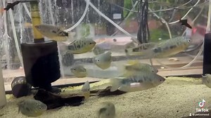 Opaline Gourami: A jewel of tranquility in aquatic realms. With opalescent hues that shift like liquid dreams, it brings serenity and beauty to the aquarium's watery poetry. 🌌💎 #OpalineElegance #AquaticGems | Pet Zone Tropical Fish, San Diego, California