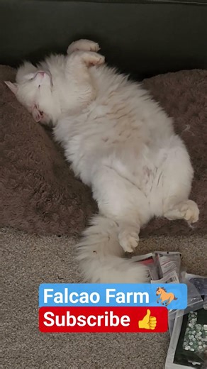 "FERAL" CAT BUDDY #cat #cats #catvideos #shorts #equestrian #farming #sleep #motivation #goals #cute