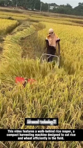 Walk-Behind Rice Reaper for Efficient Grain Harvesting !! #innovation #tools #farming