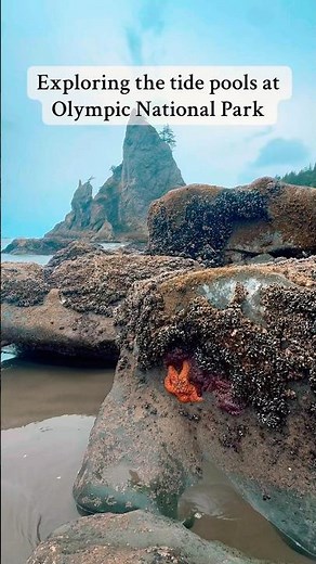 INCREDIBLE TIDE POOLS AT OLYMPIC NATIONAL PARK #olympic #tidepool #pnw #washington #fyp