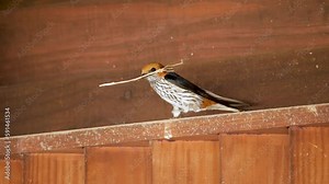 Lesser striped swallow sits on wood edge with twig for nesting material in its beak, Close-up
