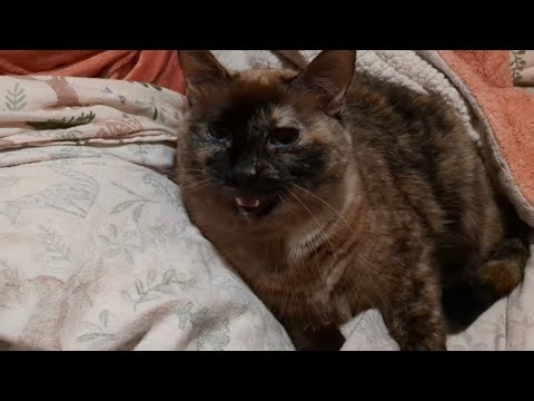 Kitty states opinions on subatomic particles