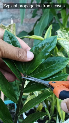 ZZ Plant Leaf Propagation in 30 Seconds 🌿 #zzplant #garden