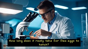 How Long Does It Take for Flea Eggs to Hatch