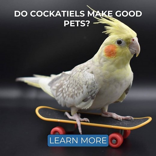 Do Cockatiels Make Good Pets? 7 Pros and 7 Cons