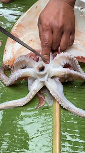 Giant squid beak off🦷🦑😲😳 #seafood #seacreatures | Ana Gabon Mendoza