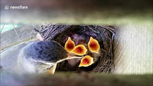 Newborn to adult in 12 days: Robins nest time-lapse
