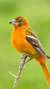 Breathtaking Beauty: Female Baltimore Oriole in Nature’s Palette 🌿 #Birdwatching #NaturePhotography The Female Baltimore Oriole, with its subtle beauty, is a sight to behold. Sporting muted tones of yellow and gray, she complements her male counterpart’s vibrant plumage. Found in woodlands and gardens, she adds grace to any landscape. #FemaleBaltimoreOriole #Birdwatching #bird #birds #natgeoyourshot #bbcearth #birdsonplanet #instabird #birds_adored #wildlife #nature #dailybirdshow #birdscapture