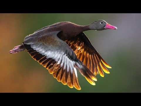 Black Bellied Whistling Duck Sounds