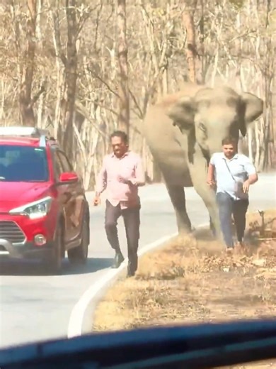 5 Unbelievable Animal Secrets You Need to Know