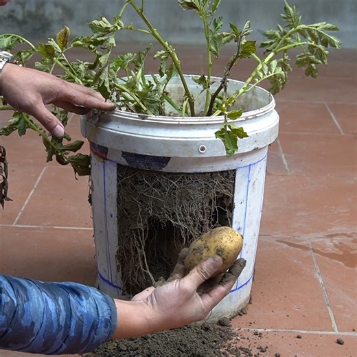 176K views · 2.3K reactions | The Secret To Growing Potatoes In Plastic Containers For Many Fruits | DIY Balcony Garden | Facebook