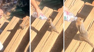 Thirsty Chipmunk Drinks Like Human From Water Bottle