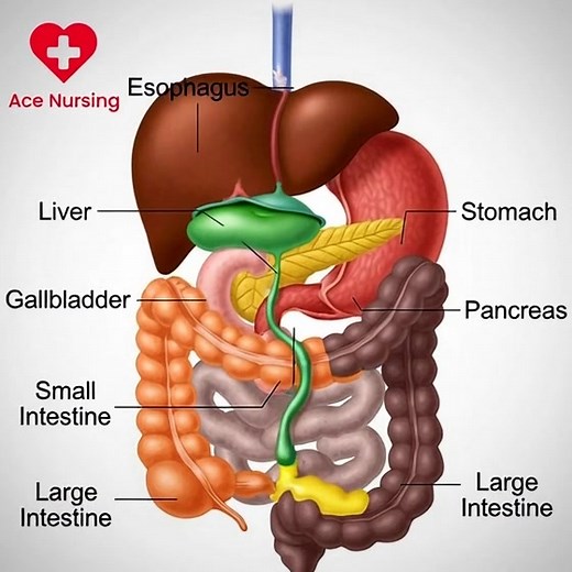 Gastrointestinal System Key Concepts The Digestion Pathway: Food...