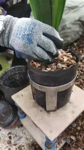 ​Effortless Orchid Potting with Vibration Machine | Gardening Hacks