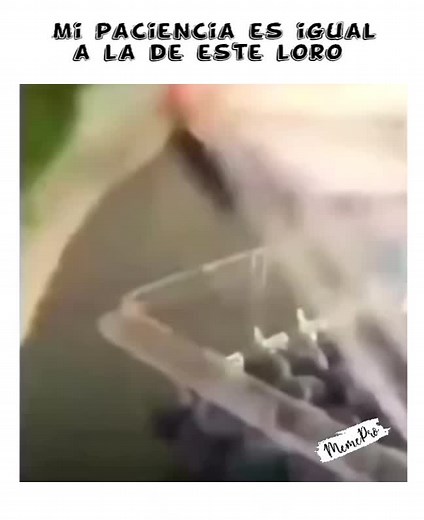 Divertidos memes de loros que demuestran una increíble paciencia