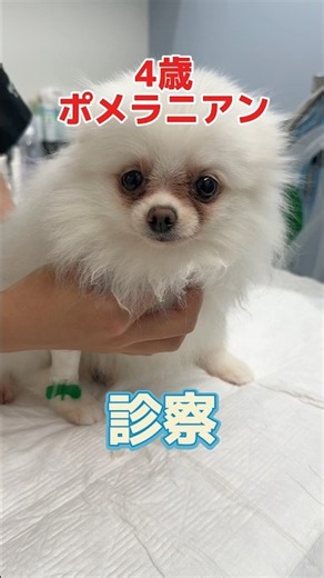喉におやつを詰まらせたかもしれない4歳のポメラニアンが動物病院にやって来た！