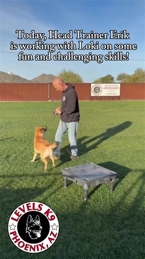 ✨ Watch Head Trainer Erik in action with Loki! ✨ Today’s focus: active recall, mastering jumps on the platform, and staying put while Erik moves around. Loki’s learning some serious self-control! 💪🐾 #DogTraining #dogs #dogsoftiktok #training