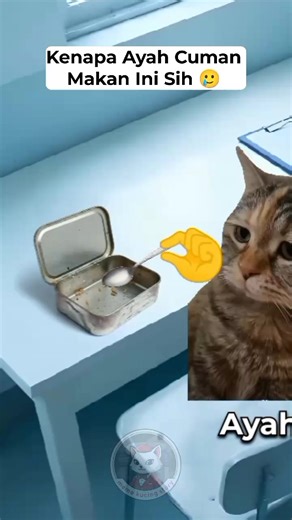 Meme Kucing Haru yang Menghibur