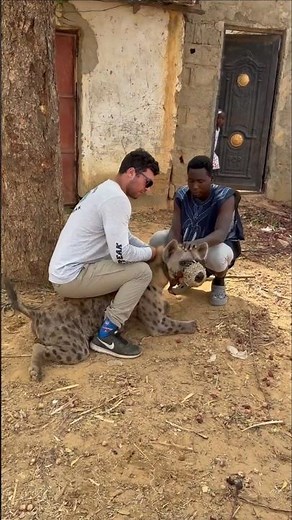 Why hyenas are kept as pets ? #hyena #shortsvideo #shorts