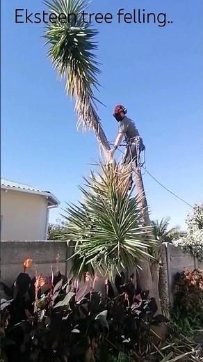 # Yucca removal