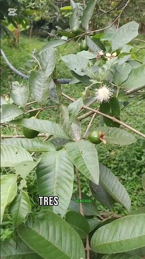 Benefits of Guava Leaves 🌿 | (Regulates Blood Sugar) #naturalmedicine #medicinalplants