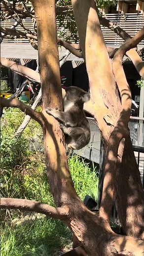 Koala 🐨 in Action at Taronga Zoo Sydney | Australian Animal Close-Up