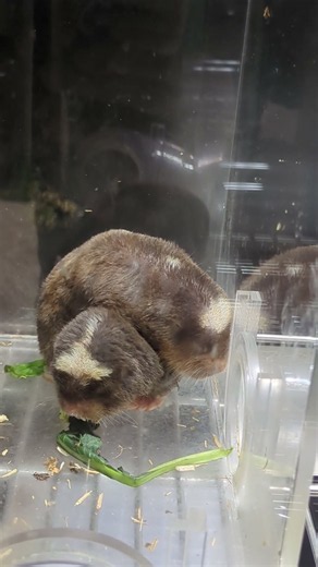 ダマラランドデバネズミ