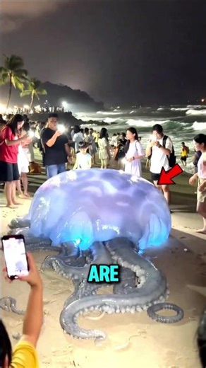 If You Ever See These Sea Creatures… You’ll Think They’re Not Real 😳🌊