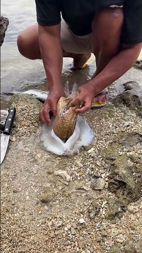 Giant Eel Found Inside Squid! Catch Clean Cook Surprise 🦑🐍