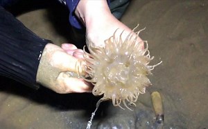 落大潮来码头东礁石旁深水滩，挖深海巨型海葵，个头都在半米以上