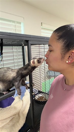 Our morning routine🥹🫶🏼he’s always so excited to get out #ferret #ferretsoftiktok #pets #petsoftiktok
