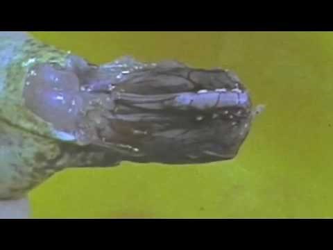 Froschschenkelversuch nach Galvani