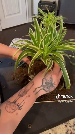 Repotting a Spider Plant: Care Tips and Step-by-Step Guide