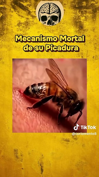 La pérdida del aguijón es un mecanismo de defensa exclusivo de las abejas obreras (especialmente del género Apis) que ocurre únicamente cuando pican a animales de piel elástica, como los mamíferos. Debido a que su estructura posee púas microscópicas orientadas hacia atrás, el aguijón queda firmemente anclado en el tejido de la víctima; al intentar emprender el vuelo, la fuerza del tirón desgarra el extremo posterior del abdomen del insecto, desprendiendo no solo el estilete, sino también el saco