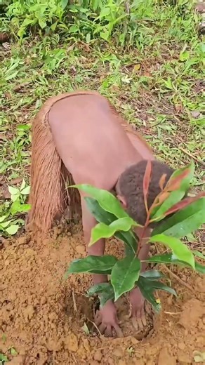 Tribe Boy Grows Mango Tree