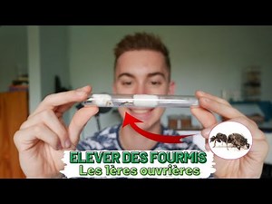 HOW to start breeding ANTS - The first workers - Part 2