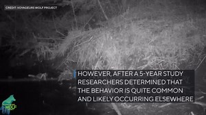 Newly-released video shows wolves hunting, catching fish in northern Minnesota