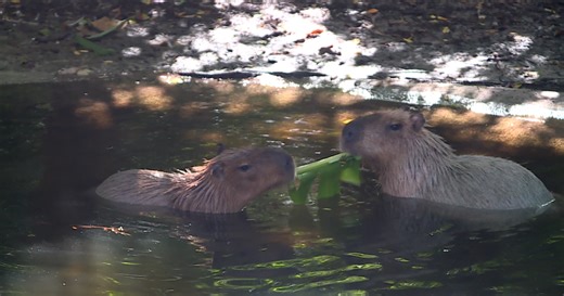 Capybara couple Iyari and Zeus expecting litter of pups at Palm Beach Zoo in April