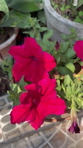 🌹 Red Flower with Beautiful Audio | Peaceful Nature Vibes #shorts