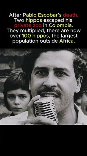 Pablo Escobar’s Hippos Took Over Colombia #history