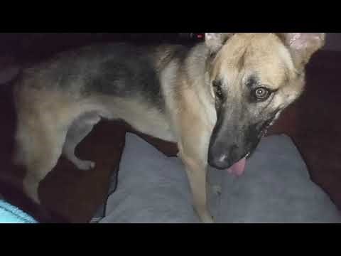 20 Minutes of Horndog Dog Humping His Bed Hilarious Video