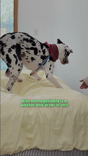 What It's Like To Share a Bed With Two Great Danes | The Dodo