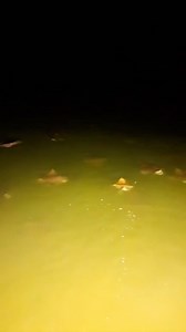 @fishhunterenterprisebowfishing provides a target rich environment 🫡 #bowfishing #bowfishingzone #baa #floridabowfishing #fishhunterenterprise | Bowfishingzone