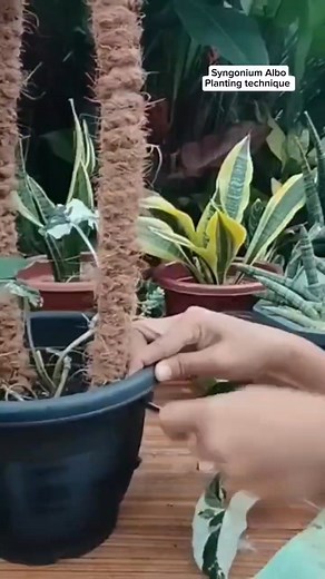 Syngonium Albo Planting technique | planting ideas #tipsandtricks #gardening #fblifestyle #plantingtips #homegardening Mamalyn's Garden | Mamalyn's Garden